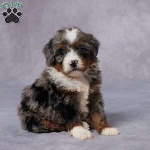 Cici, Mini Bernedoodle Puppy
